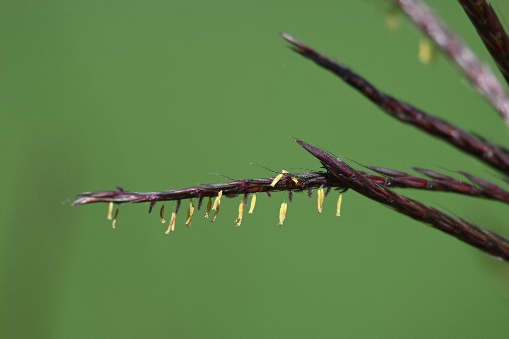 2025-08150096 Tower Hill Botanic Garden, MA.JPG - Big Bluestem (Andropogon gerardii). New England Botanic Garden at Tower Hill, MA, 8-15-2025